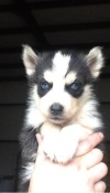 cute male and female siberian husky puppy for free adoption